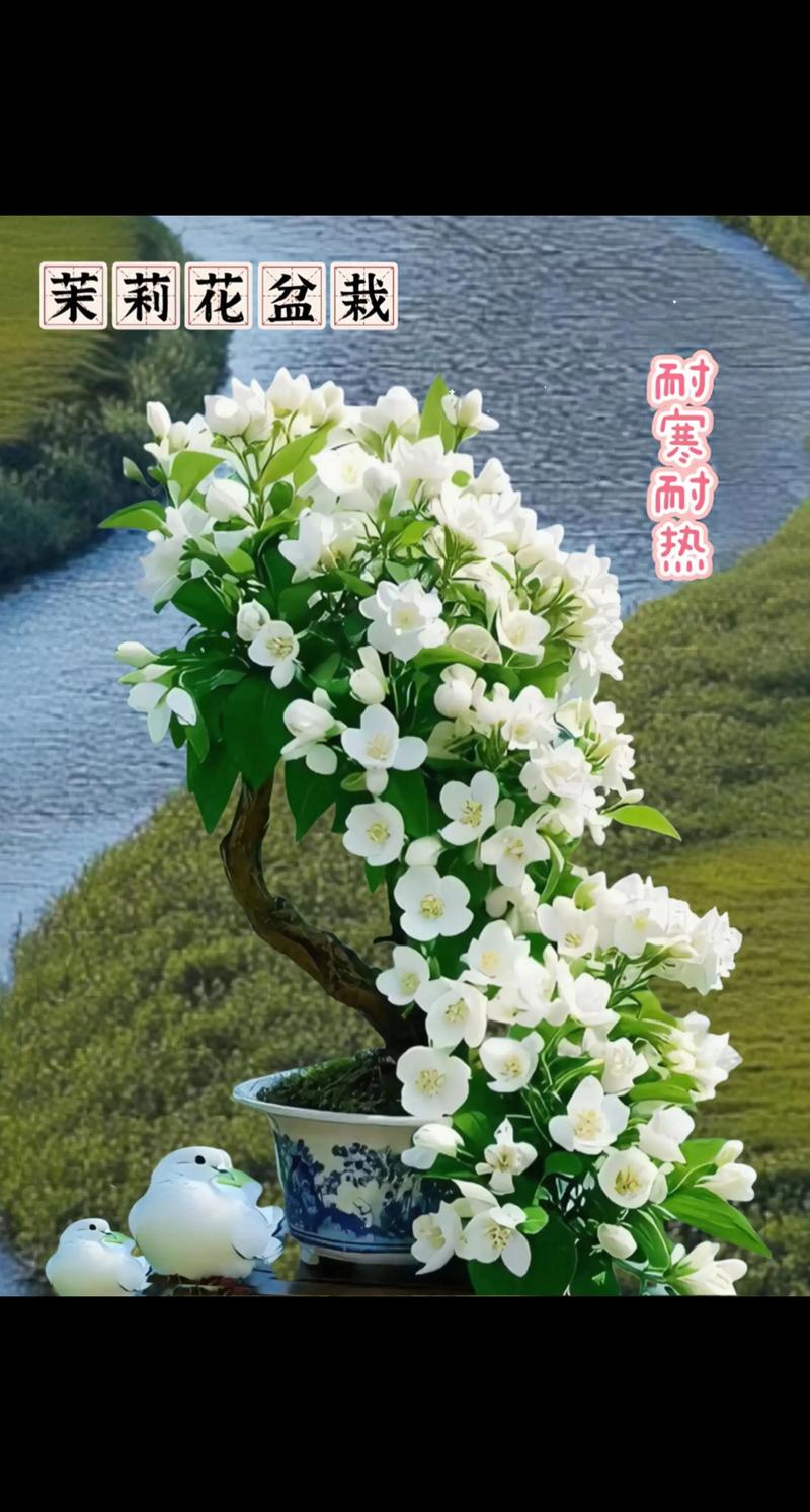茉莉花在家里种植风水上是否吉利？