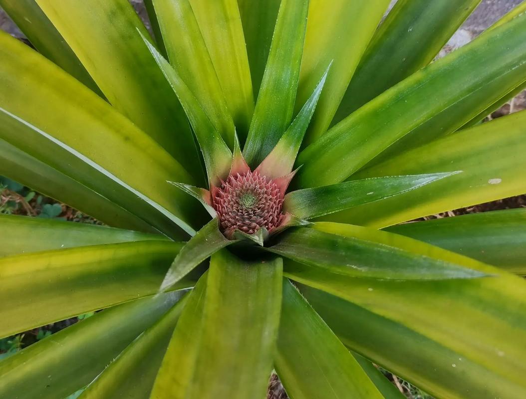 风水大院适合种植树菠萝吗？