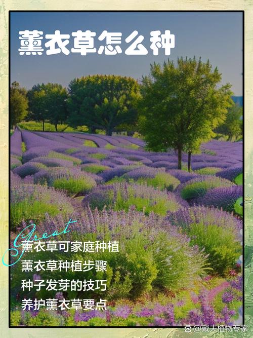 这片土地适合种植薰衣草吗？其风水条件如何？