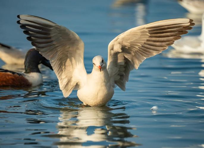 海鸥满天飞，命中海鸥者有何特征？