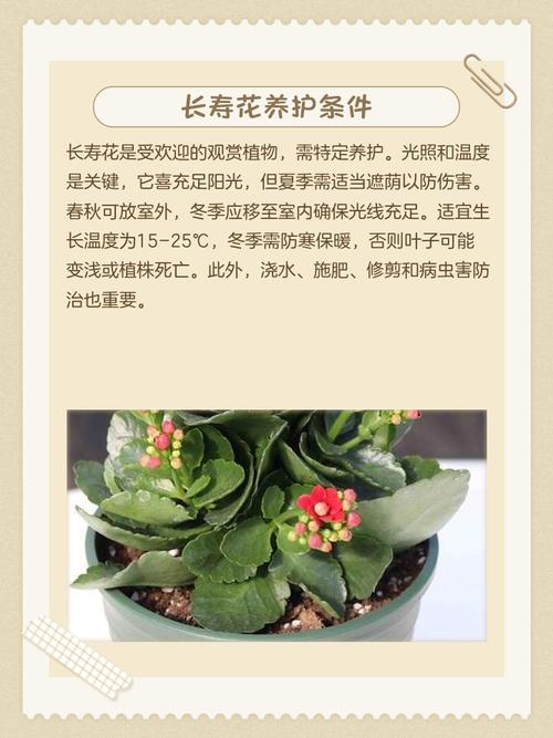 养花过多会对家居风水产生哪些不利影响呢？