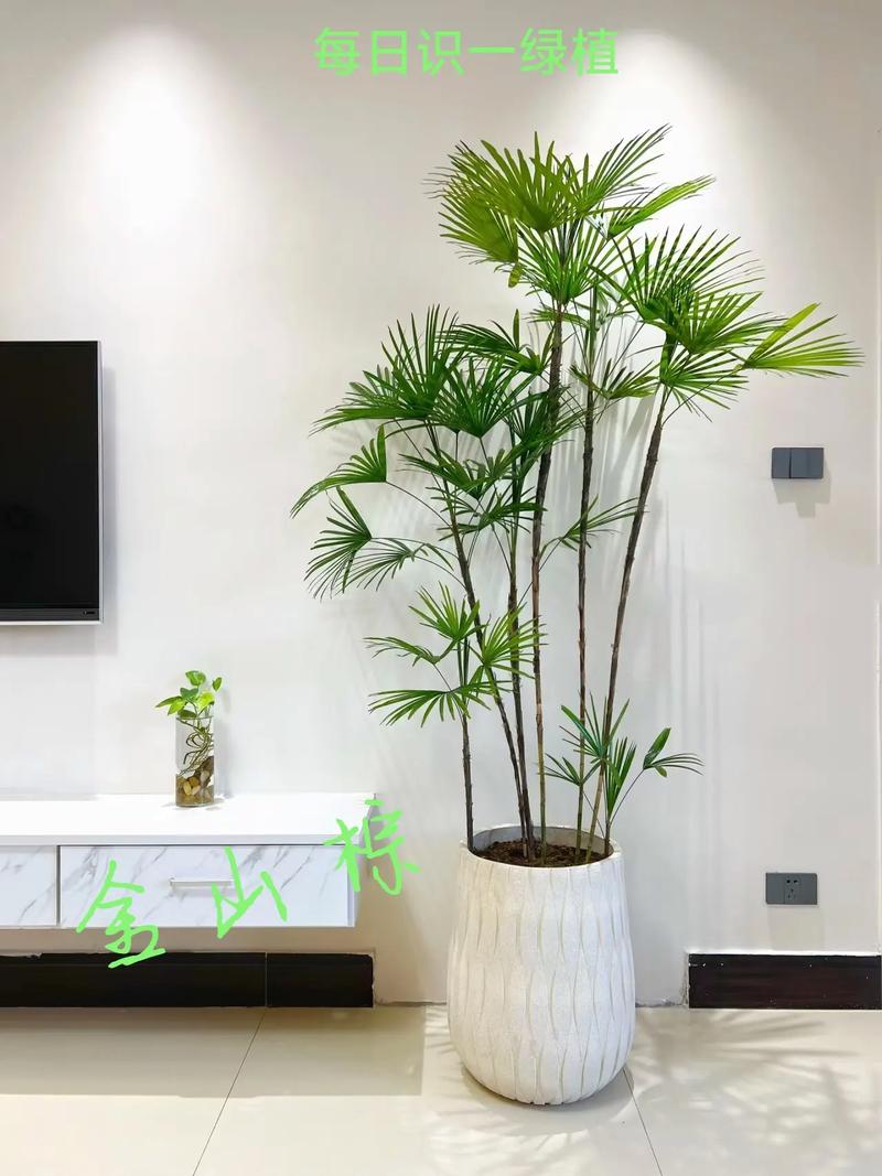 棕树种植适合我家吗？对风水有好处吗？