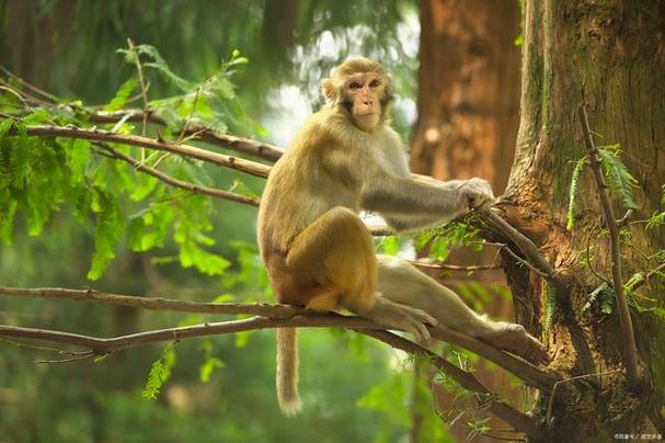 将猴和蛇放在一起，对谁可嫩造成不利影响呢？