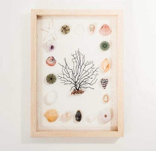 房间摆放贝壳会对风水产生怎样的影响呢？