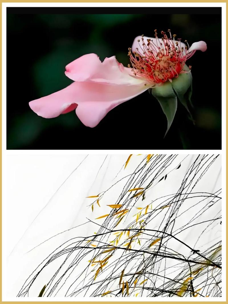 残花败柳对风水有影响吗？