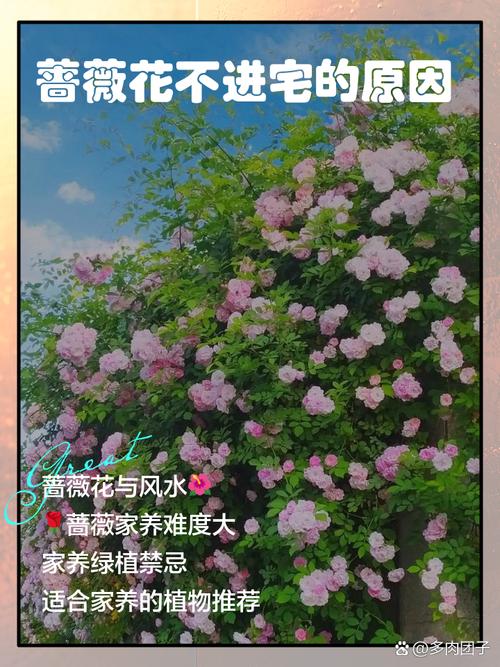 楼顶种植蔷薇会对住宅风水产生哪些不利影响？