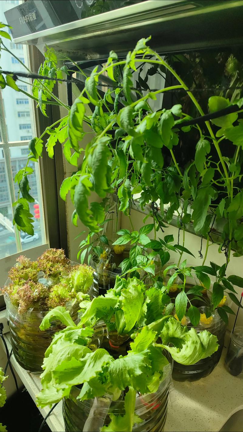 鱼缸种植蔬菜会对家居风水产生怎样的影响呢？