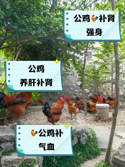 前院养鸡会对家庭风水产生怎样的不利影响呢？