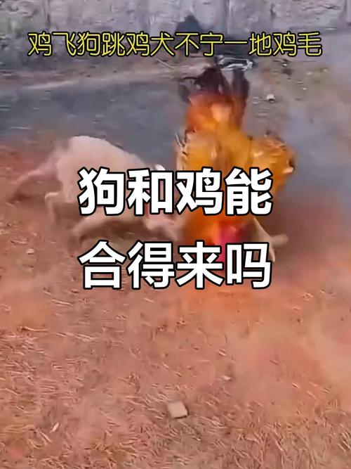 鸡狗属相结合会有哪些不利后果显现？