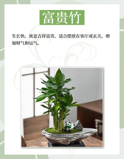 家里适合种植植物吗？这样的风水布局是否吉利？