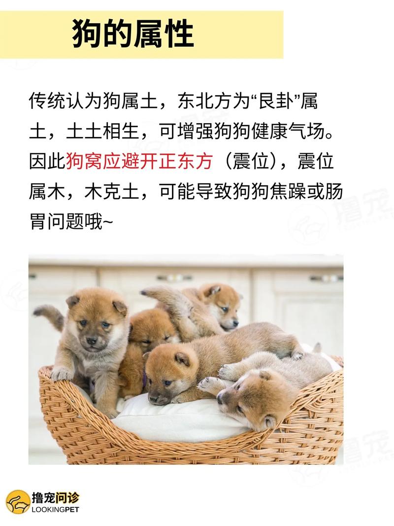 家庭养狗对风水影响有多大，有没有什么讲究？