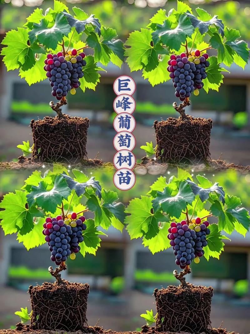 园内种植葡萄对风水有影响吗？