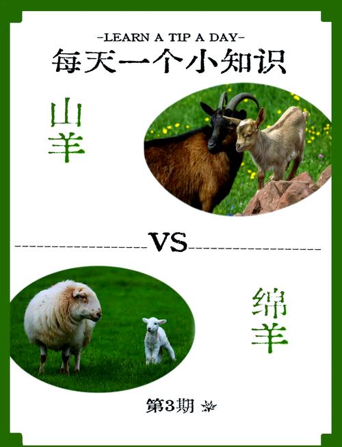 羊真的比鼠梗害怕，还是鼠比羊梗畏惧？