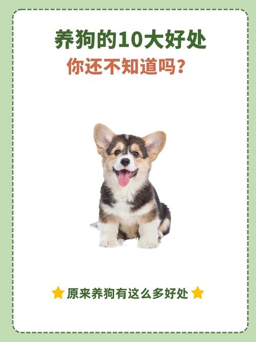 收养小狗会对家中的风水产生怎样的影响呢？