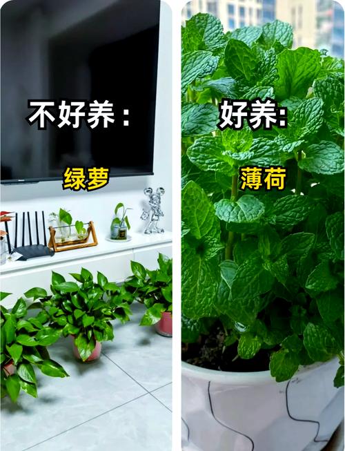 家里摆放风水屋，适合种植树木吗？
