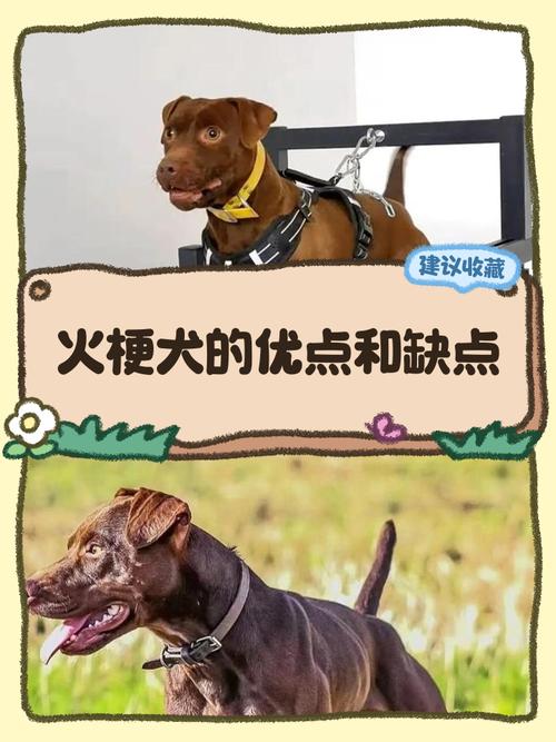 灯头火命的人适合养什么宠物？如何改善火命缺什么的情况？