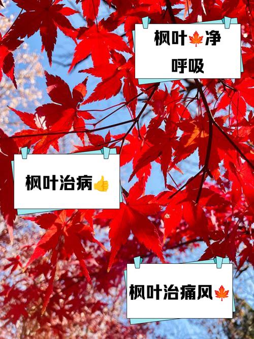 家庭种植枫树对风水有好处吗？