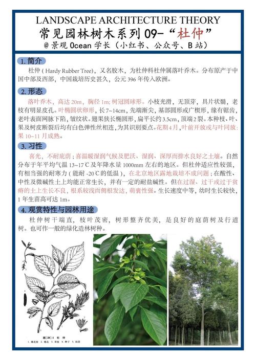 杜仲树作为风水树，其作用和意义有哪些？