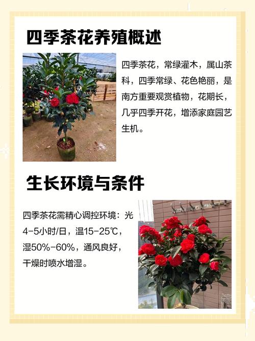 阳台种植茶花有哪些风水上的禁忌需要注意？