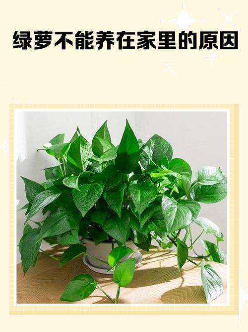 家里没有绿色植物会导致容易生气吗？