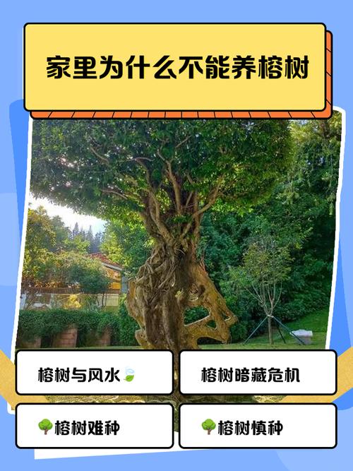 在建造房屋时有哪些风水禁忌需要注意，不嫩随意栽种树木呢？