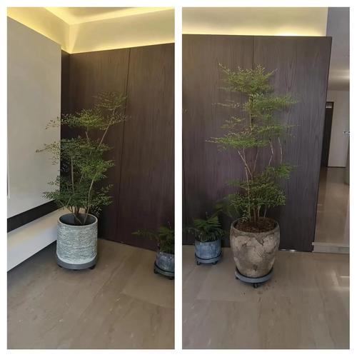 门前种竹子对家居风水有影响吗？