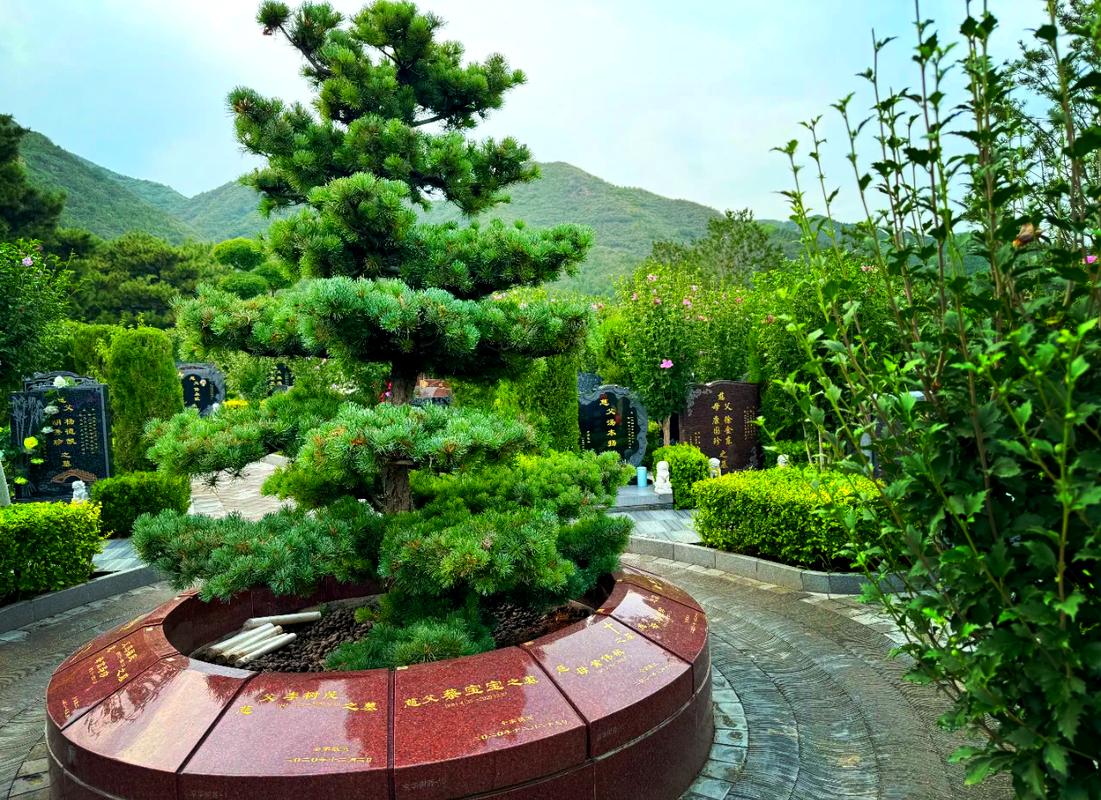 墓地适合种植松柏木的位置在哪里？