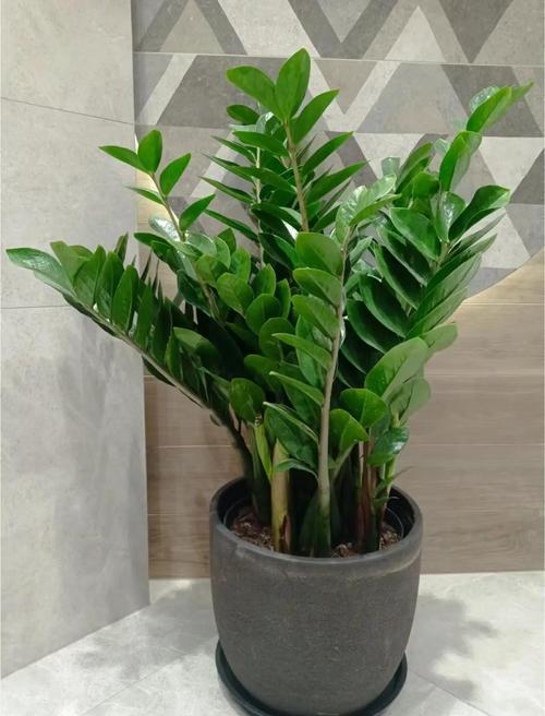 金钱树作为风水植物，其摆放位置有何讲究？