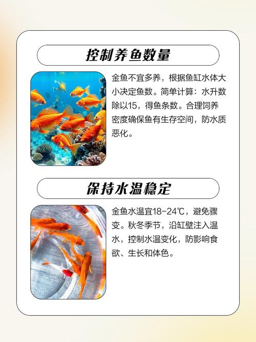 养金鱼与家居风水之间究竟有何关联？这其中的奥秘是否值得探究？