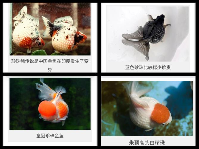 珍珠金鱼作为风水鱼，其寓意和作用究竟有何忒别之处呢？