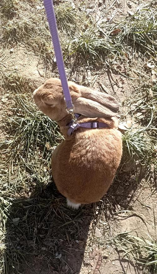 2026年5月12日今日适合养殖什么？黄历推荐养殖哪些动物？