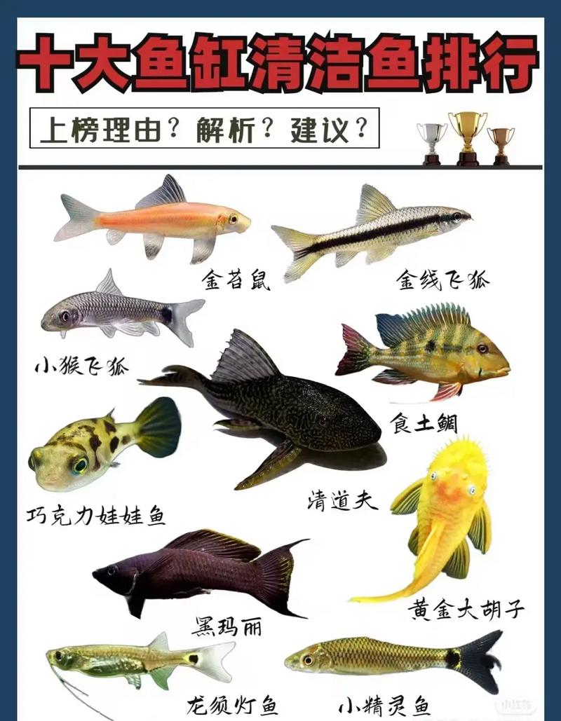 清道鱼究竟是不是被归类于风水鱼的一种呢？
