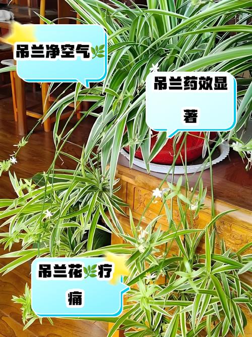 家里养吊兰对风水有好处吗？