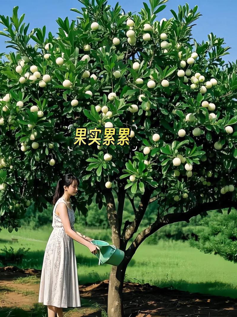 杨梅树种植在院子里对风水有影响吗？