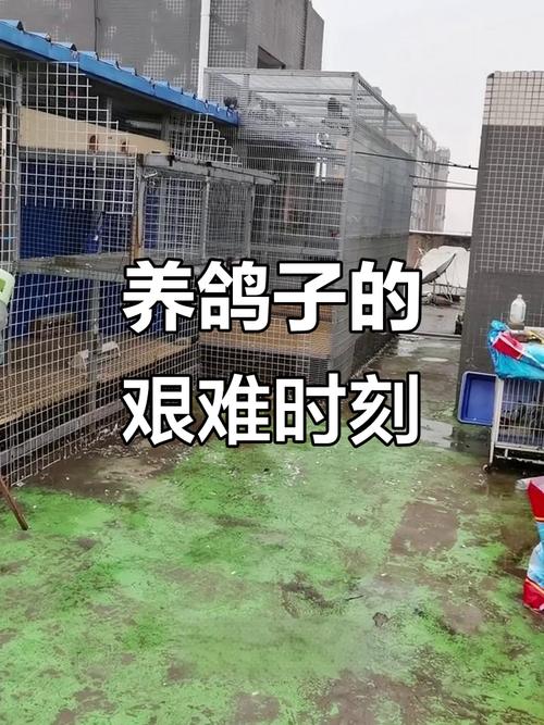 楼顶养鸽子对住宅风水有负面影响吗？