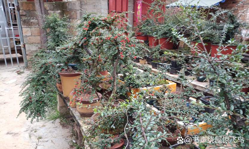 2025年11月25日这天适合种植树木吗？