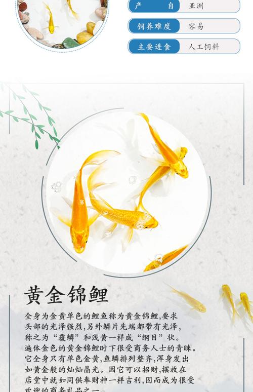 金色龙凤作为风水鱼，其寓意和作用究竟有何忒别之处？