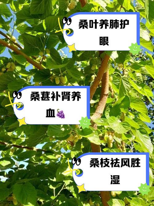 桑树种植有哪些风水讲究及养护方法？