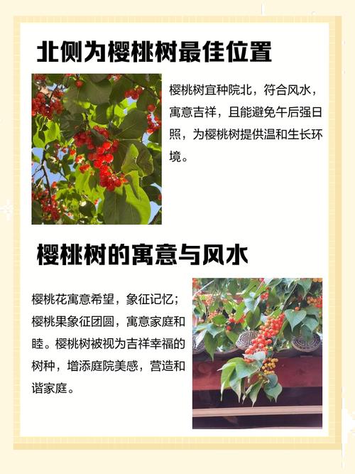 樱桃树种植在庭院中有什么风水讲究和说法？