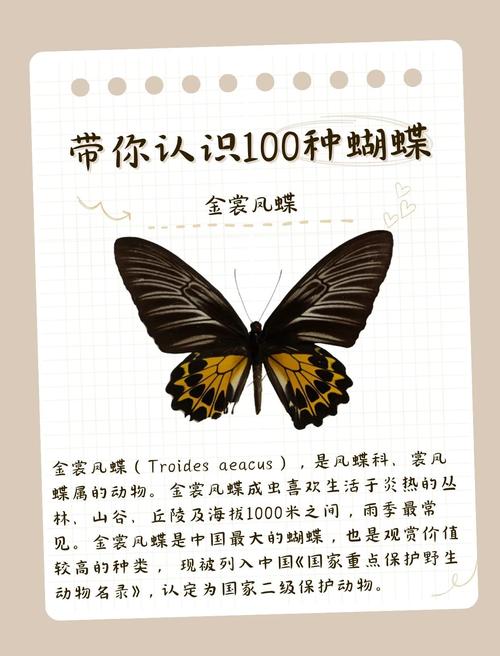 命理中的蝴蝶命，金蝴蝶究竟有何寓意和象征？