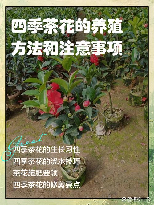 种茶花的风水讲究有哪些具体细节需要注意？