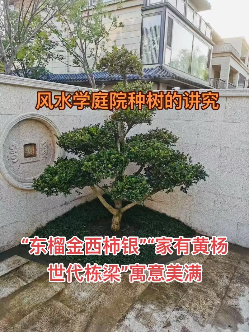 小院种树对风水有影响吗？合适吗？