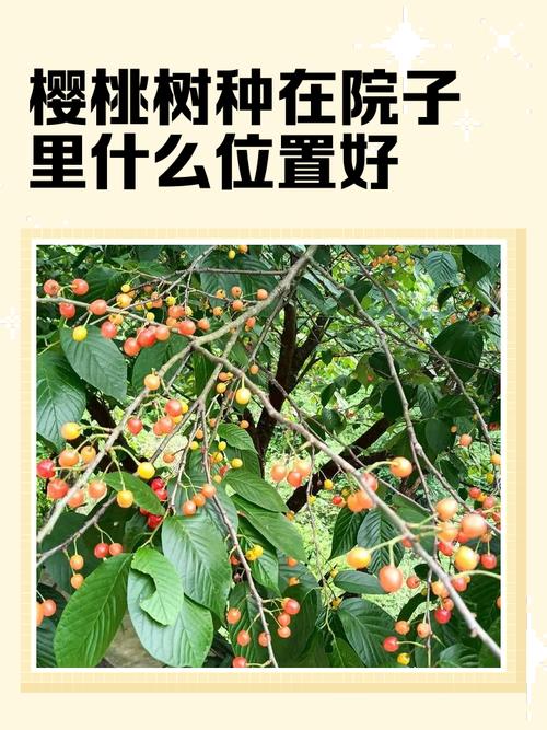 樱桃树种植在庭院中有什么风水讲究和说法？