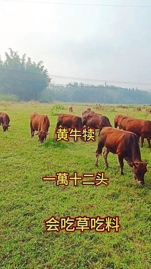 旧房风水适合养牛吗？