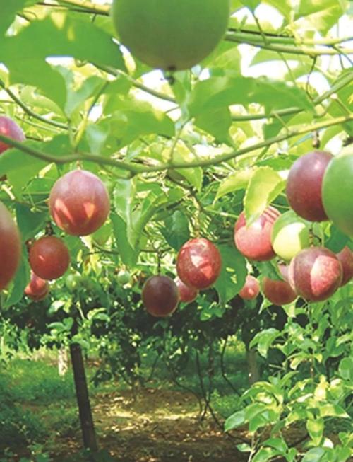 百香果算风水树的一种吗？