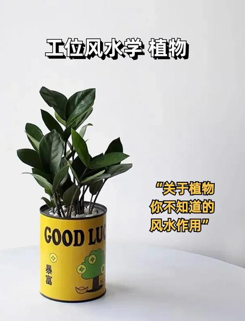 盆栽在风水中的作用和意义究竟有多大呢？