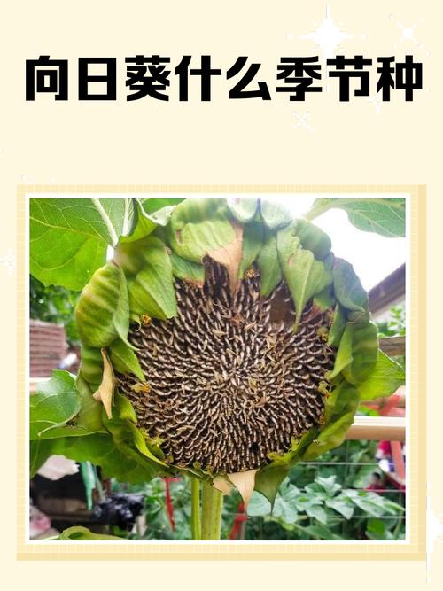 2026年5月4日农历三月十八适合种植什么植物吗？