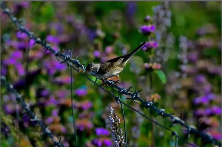 命无正曜格是否意味着人生道路充满坎坷与挑战？
