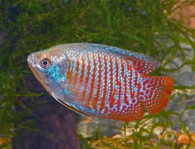 印度丽丽鱼作为风水鱼，其寓意和作用究竟有何独特之处？