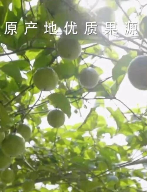 百香果算风水树的一种吗？